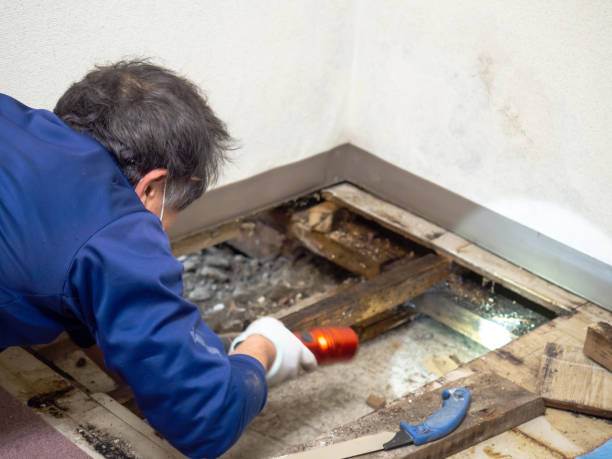 Best Office Mold Removal Services  in Rose Hill, KS