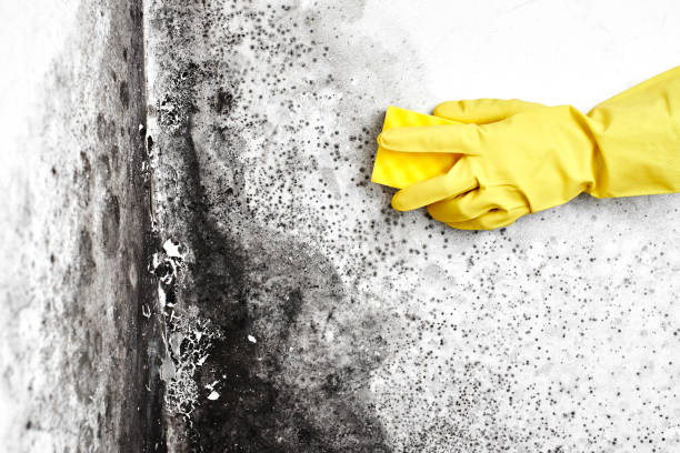 Best Local Mold Removal Service  in Rose Hill, KS
