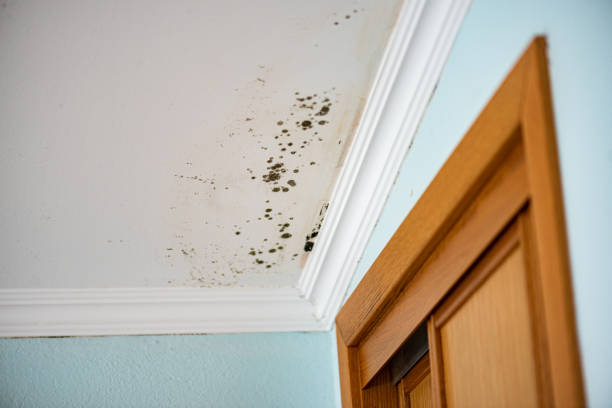 Best Mold Removal Near Me  in Rose Hill, KS