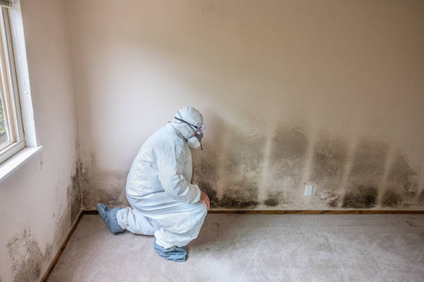Best Toxic Mold Removal  in Rose Hill, KS