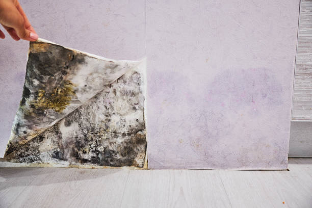 Best Same-Day Mold Removal  in Rose Hill, KS